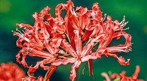 Nerine Mansellii is one of the older hybrids in genus - credit all images: Floramedia